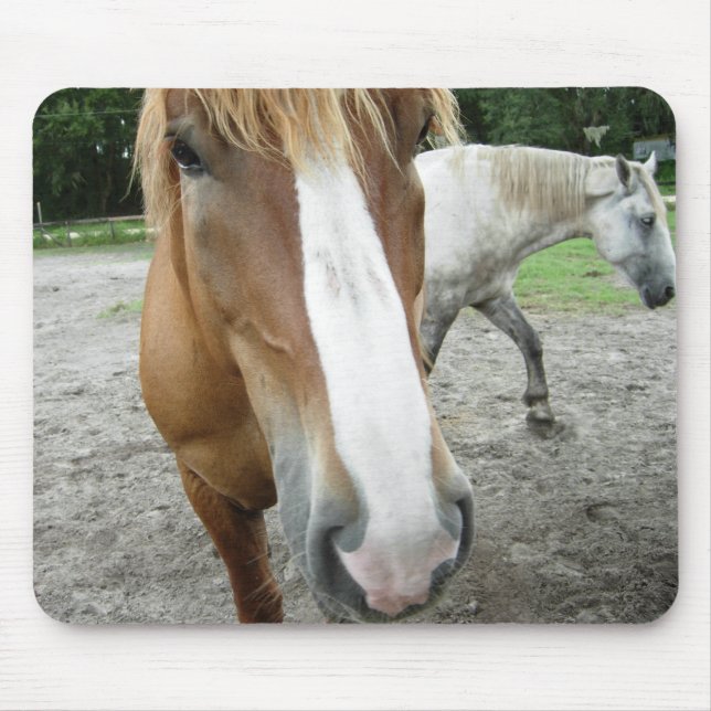 Horses of Ocala Florida Equestrian Art Mousepad (Front)