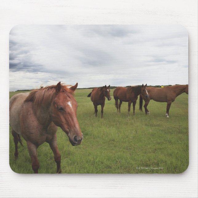 Horses On A Field Mouse Pad (Front)