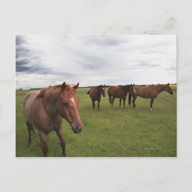 Horses On A Field Postcard (Front)
