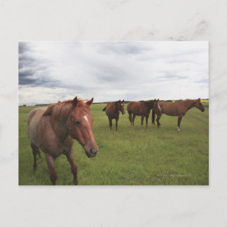 Horses On A Field Postcard