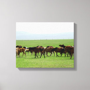 Horses on Pasture - Landscape Photograph Canvas Print