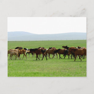 Horses on Pasture - Landscape Photograph Postcard