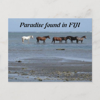 Horses on the Beach in Fiji Postcard
