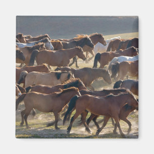 Horses on the ranch, Inner Mongolia, China Magnet