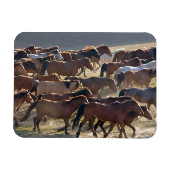 Horses on the ranch, Inner Mongolia, China Magnet (Horizontal)