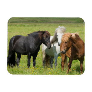 Horses on the Ranch, South Iceland Magnet