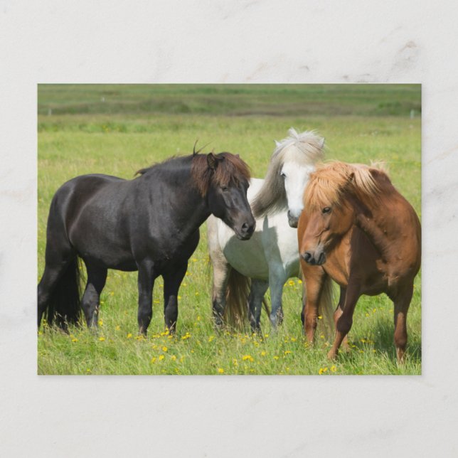 Horses on the Ranch, South Iceland Postcard (Front)