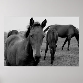 horses photography poster