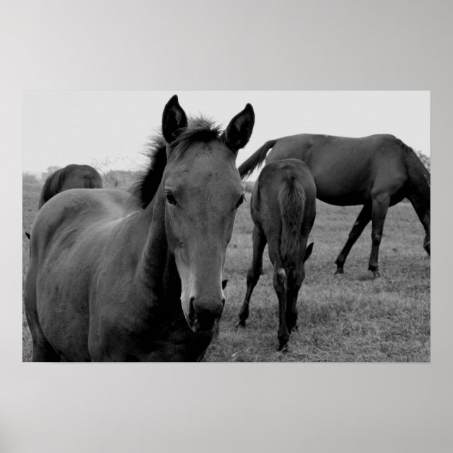 horses photography poster (Front)