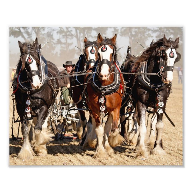 Horses Ploughing Field Photo Print (Front)