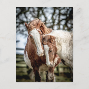Horses/Ponies Postcard