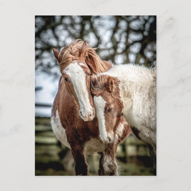 Horses/Ponies Postcard (Front)