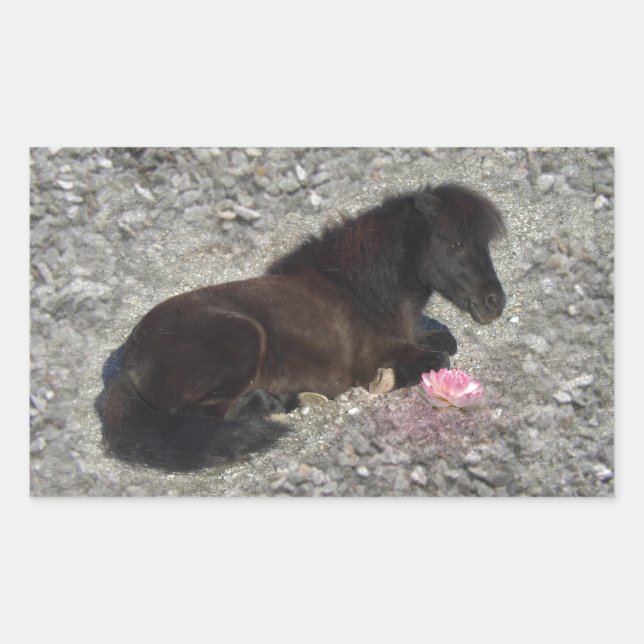 horses pony shetty animal minihorse rectangular sticker (Front)