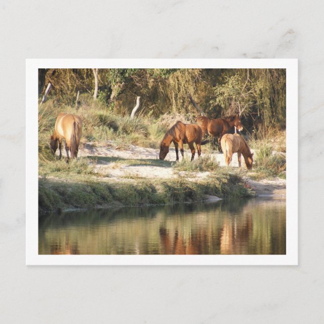 horses postcard (Front)