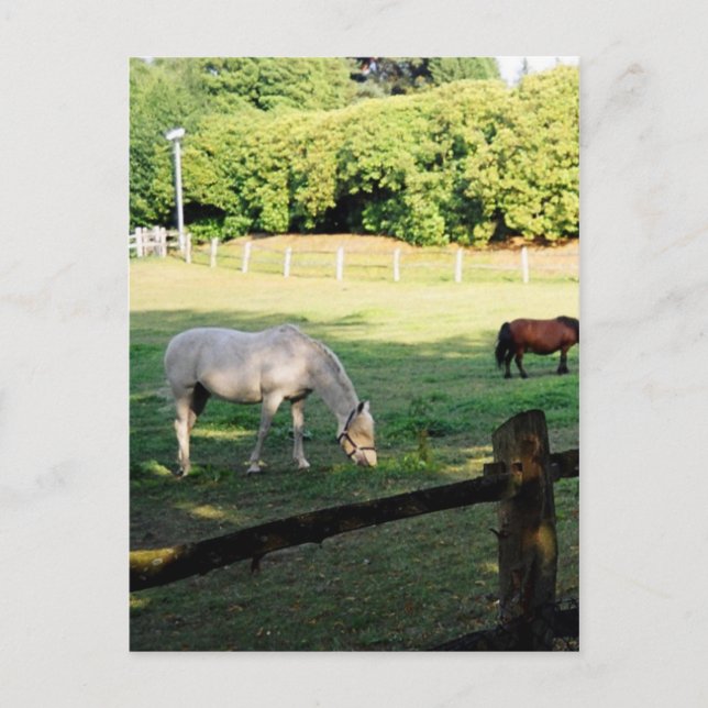 Horses Postcard (Front)