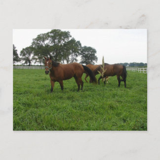 Horses Postcard