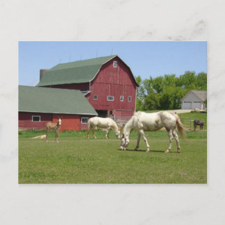 Horses Postcard