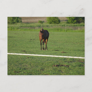 Horses Postcard