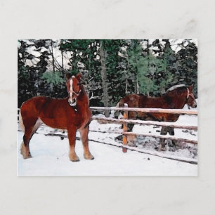Horses Postcard