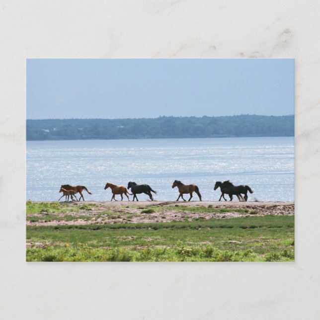 Horses Postcard (Front)