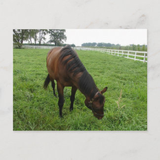 Horses Postcard