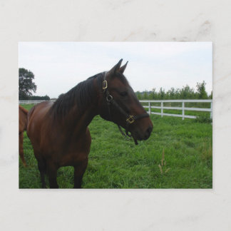 Horses Postcard