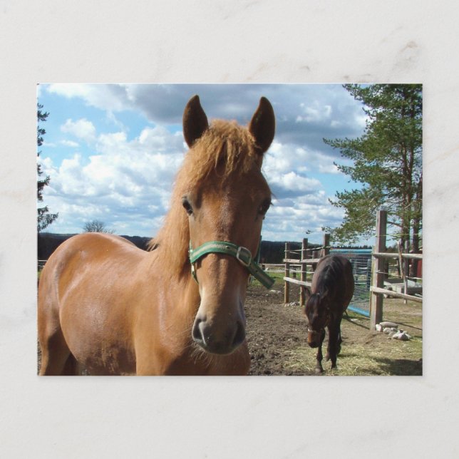 Horses postcard (Front)