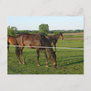 Horses Postcard