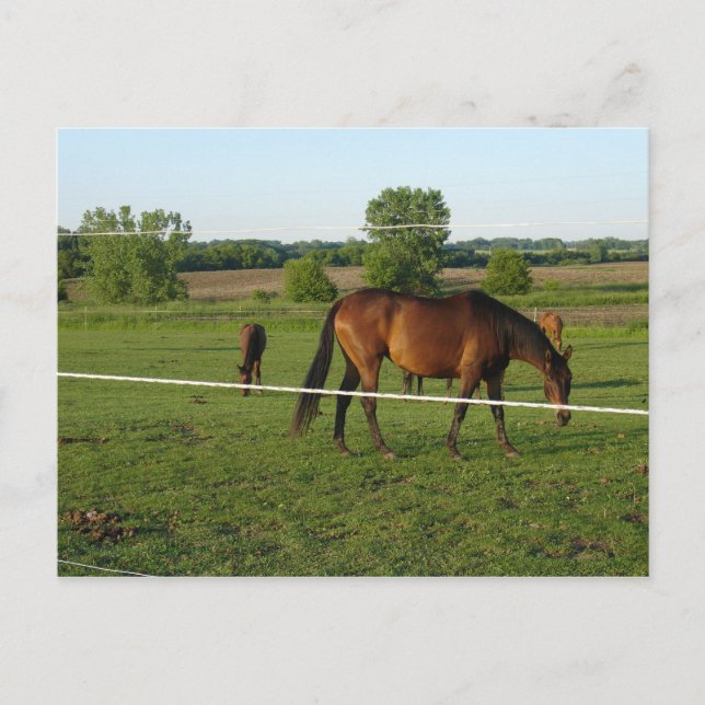 Horses Postcard (Front)
