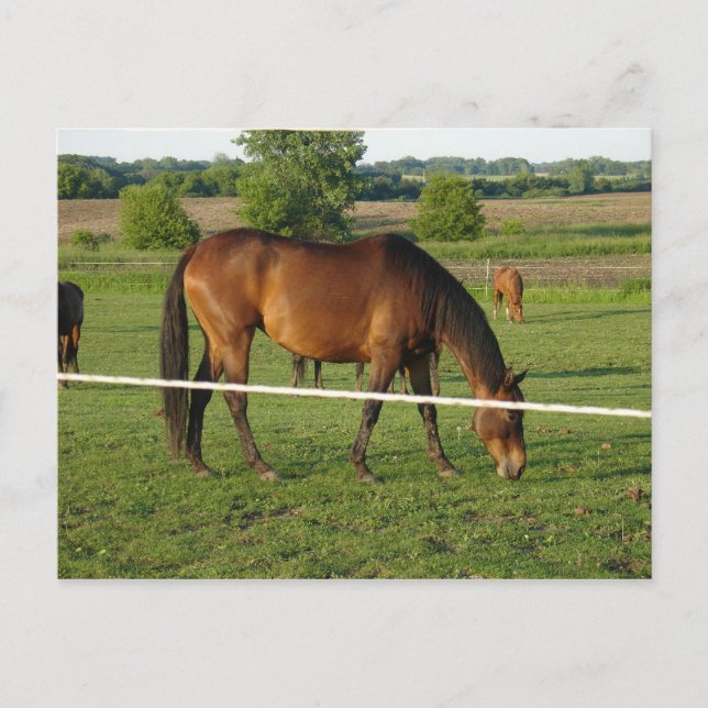 Horses Postcard (Front)