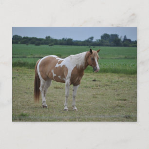 Horses Postcard