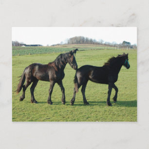Horses postcard