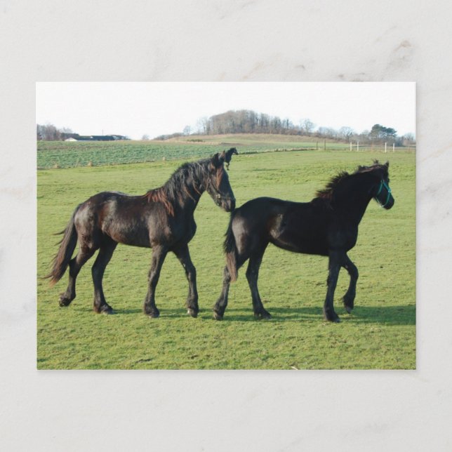 Horses postcard (Front)