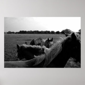 Horses Poster