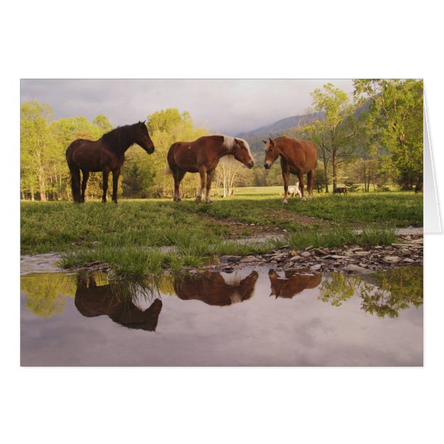 Horses reflected in small stream, Cades Cove, (Front Horizontal)