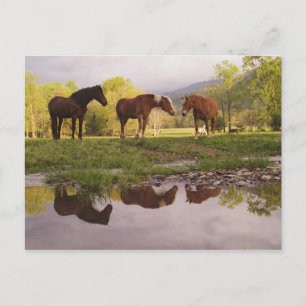 Horses reflected in small stream, Cades Cove, Postcard