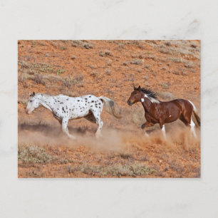 Horses roaming the Big Horn MT of Shell Wyoming. 2 Postcard