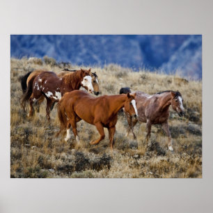 Horses Roaming the Hills Poster
