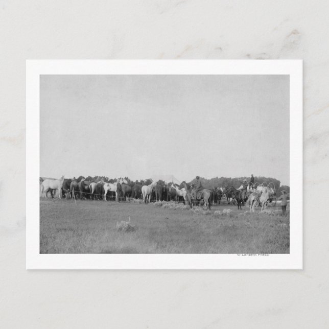 Horses Rounded up by Cowboys Photograph Postcard (Front)