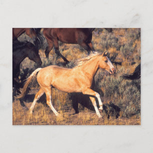 Horses Running a Ponderosa Ranch Postcard