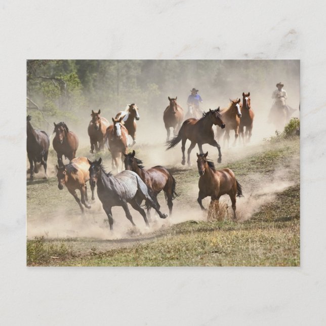 Horses running during roundup, Montana Postcard (Front)