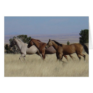 Horses Running Free Card