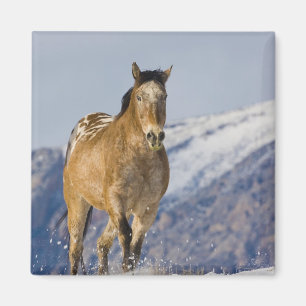 Horses Running in Snow Magnet