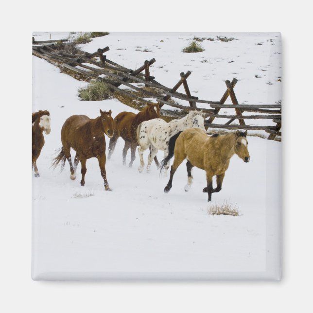 Horses Running in Snow Magnet (Front)