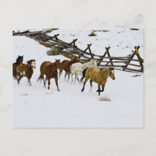 Horses Running in Snow Postcard