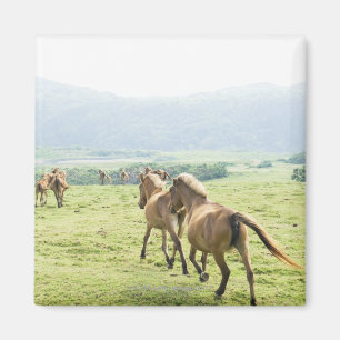 Horses running magnet