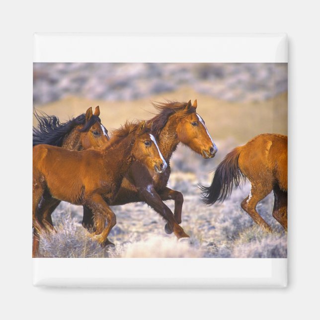Horses running magnet (Front)