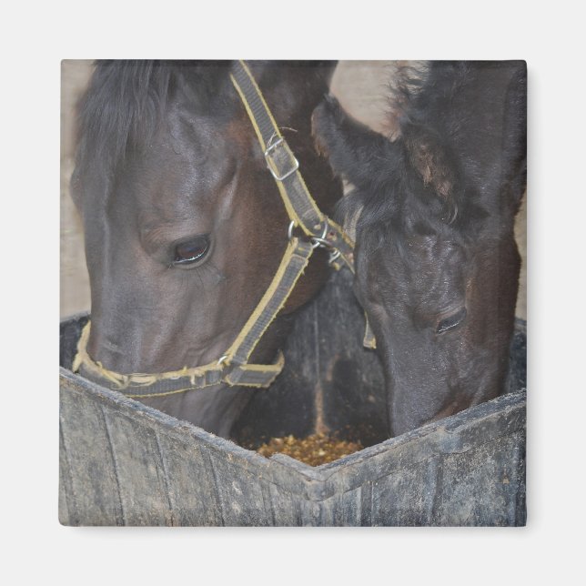Horses sharing magnet (Front)