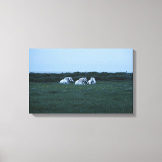 Horses sitting in field, Perci, Quebec, Canada Canvas Print