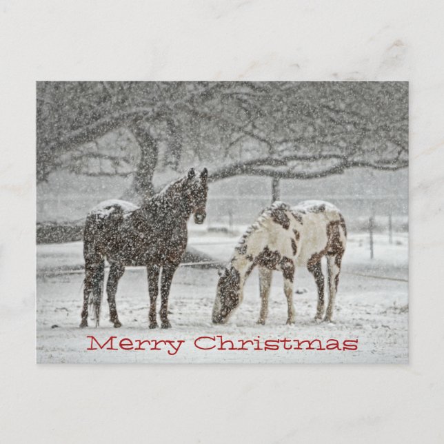 Horses Standing In Snow Wish You Merry Chrsitmas Holiday Postcard (Front)